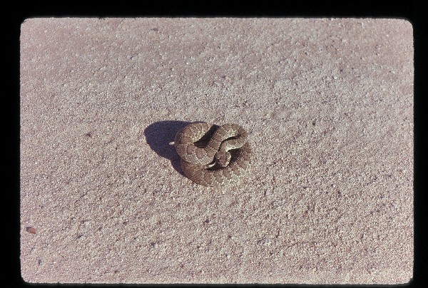 gus-hormay-1974-8-7-california-rattlesnake.jpg